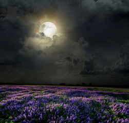 Obrazy  Lawendowe pole w świetle księżyca