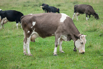 cow grazes