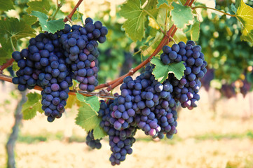 purple red grapes with green leaves on the vine