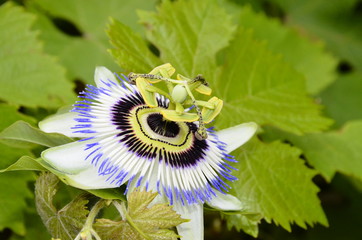 Blume Blüte