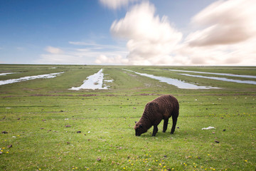 schwarzes Schaf