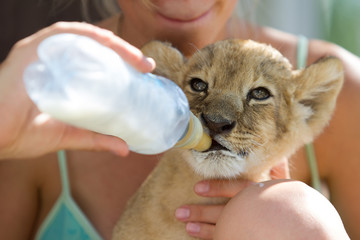 Little lion cub drinking milk