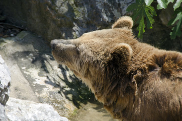 Fototapeta premium brown bear