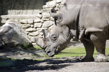 Fototapeta premium White rhino