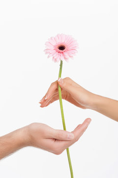 Beautiful flower. Close-up of human hands holding a beautiful fl