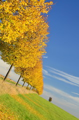 Bäume in Herbstfarben