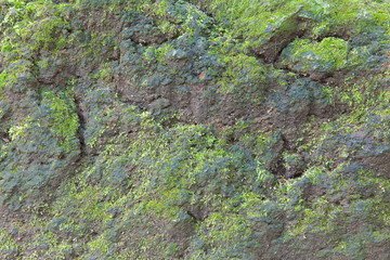 Green lichen on stone