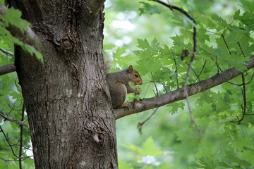 squirrel on the tree