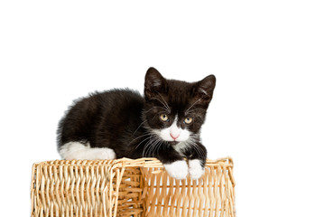Schwarz-weißes Katzenbaby sitz auf Korb