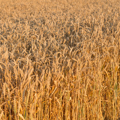 detail of wheat