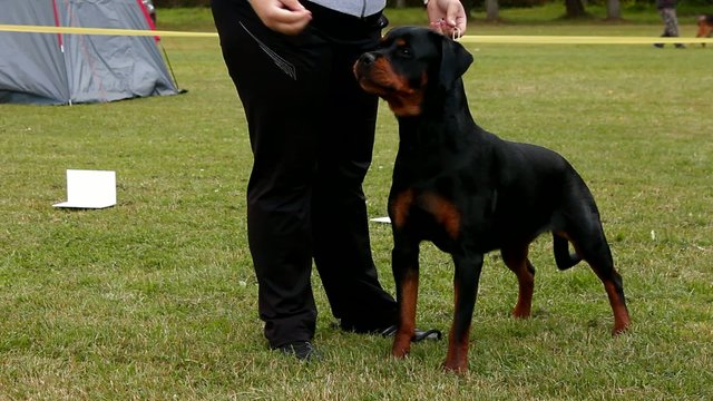 Rottweiler dog