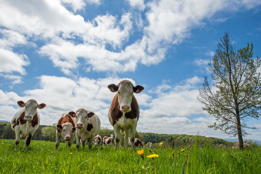 Troupeau de vaches