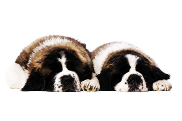 Fototapeta premium St Bernard puppies isolated on white