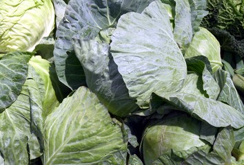 early cabbage