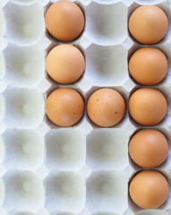 fresh eggs in pater tray