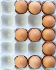 fresh eggs in pater tray