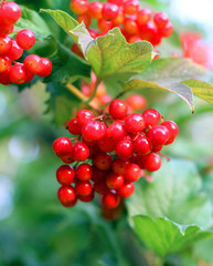 Viburnum bunch