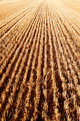 Finally Harvested Vertical