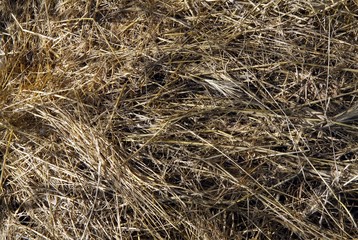 dry grass - hay