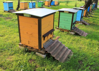 beehives in the garden
