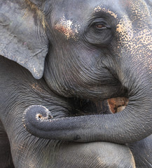 elephant head in farm of thailand 