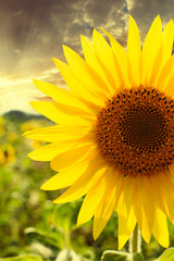 sunflower close-up at sunset