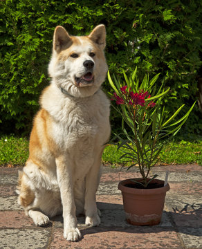 Akita dog with oleander