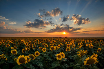 Magnificent sunset over a sunflower field