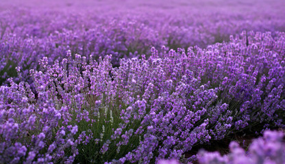Fresh organic lavender flowers close up