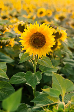 sunflower bloom in focus