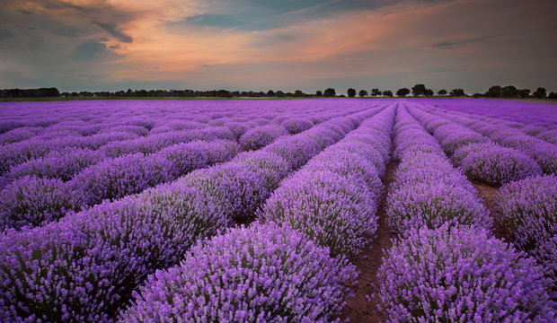 Fields of Lavender at sunset