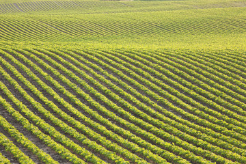 Rows of young soybeans in afternoon sunlight