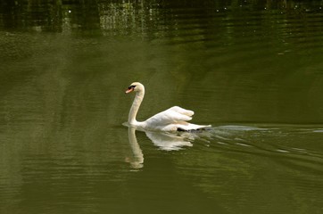 Naklejka premium Swan glides through lake water