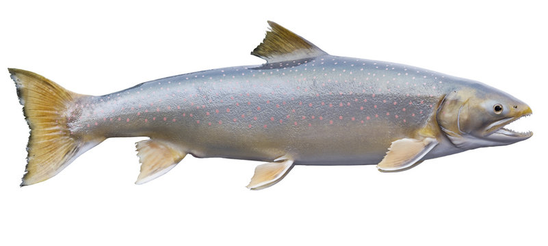 Fototapeta Dolly Varden trout isolated on a white background