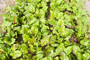Beets in the organic vegetable garden.