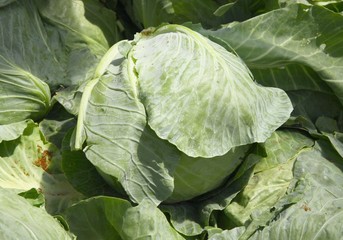 Fototapeta premium early cabbage