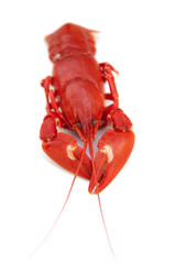 River lobster