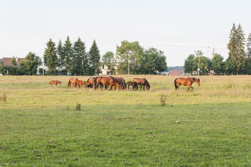 Pferdeweide, Pferdezucht bei Saignelégier, Jura, Schweiz