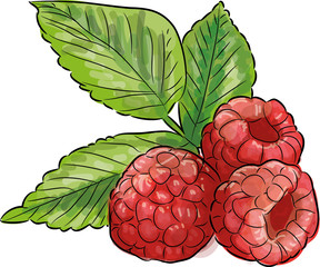 himbeeren gemalt