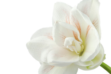 Obraz na płótnie Canvas Delikatny kwiat białe i różowe amarylis izolowanych
