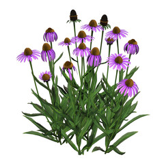 coneflowers