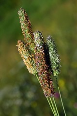blooming ears of grass plant