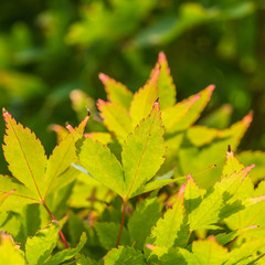 Summer Acer