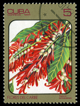CUBA - CIRCA 1984 shows image of triplaris surinamensis