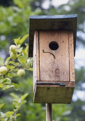 wooden breeding kennel for birds