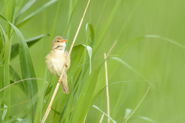 Marsh Warbler