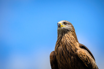 Black kite