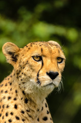 Cheetah portrait