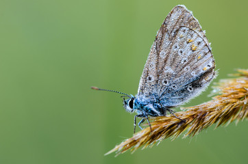 Fototapeta na wymiar Common blue (Polyommatus icarus)