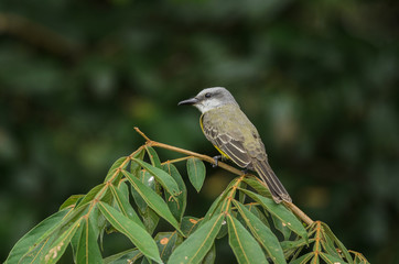 White-ringed Flycatcher (Conopias albovittatus)